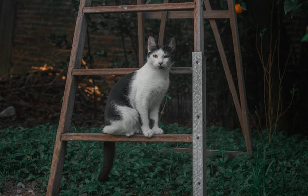 Pourquoi est-il essentiel de nourrir votre esprit tout autant que votre corps pour une santé optimale ?