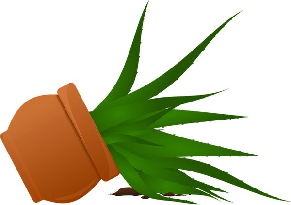 Gel d'aloe vera à boire : un allié santé délicieux et naturel